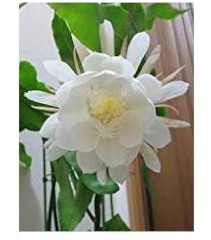 Amazon.co.jp: 孔雀サボテン 交配種 満月美人 花なし・開花